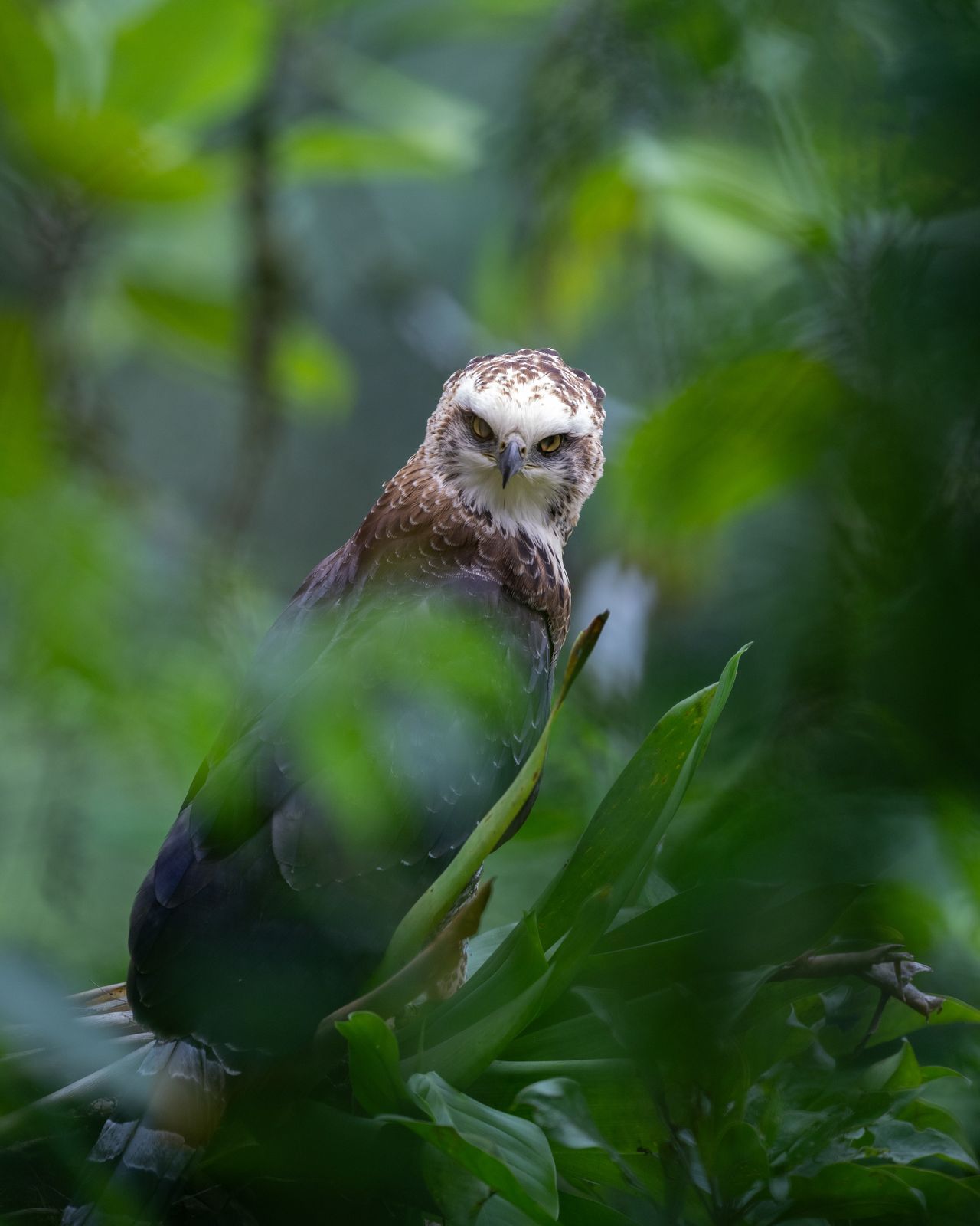 Águila negra (Spizaetus tyrannus) entre la vegetación de la selva de tierras bajas