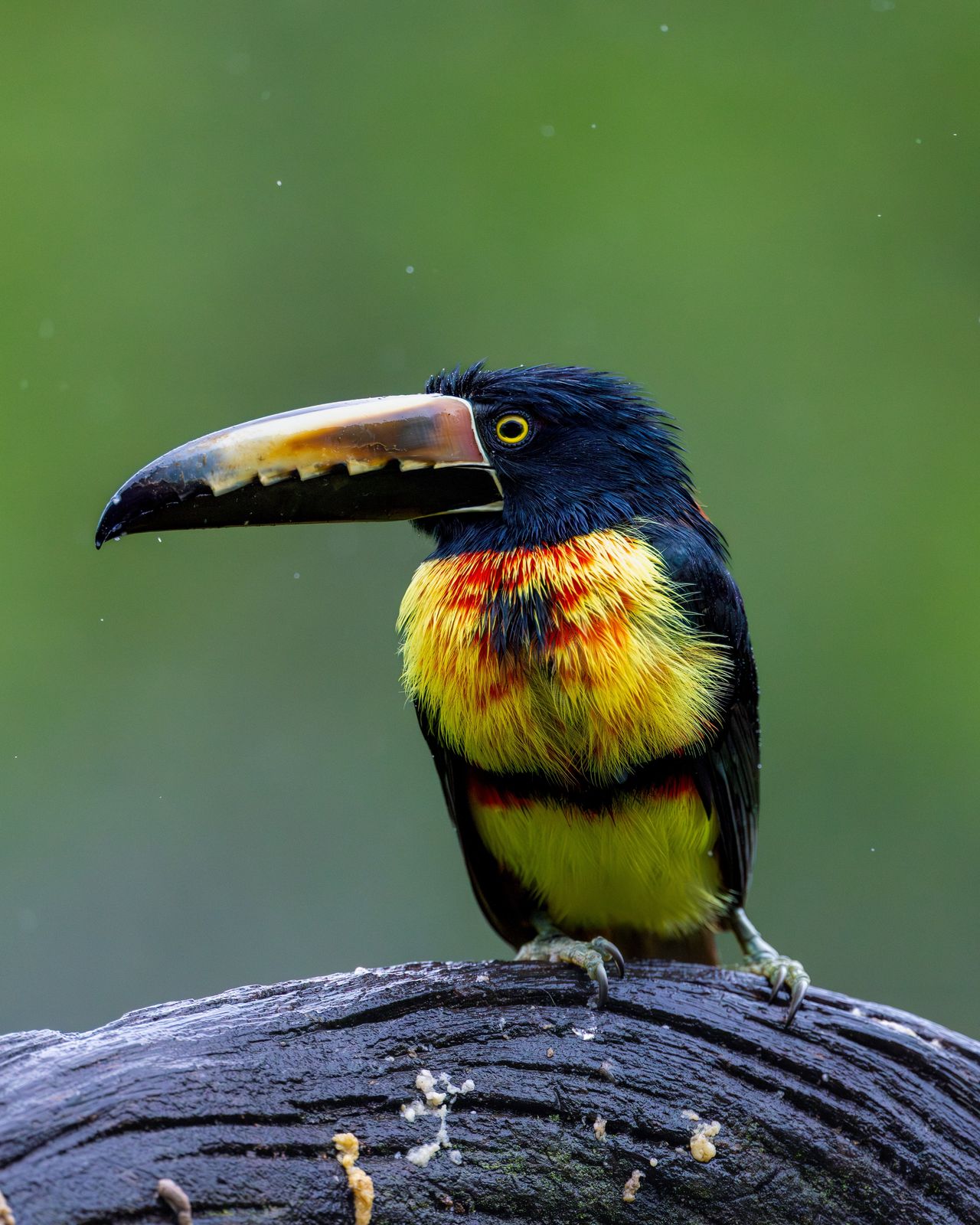 Aracari posado sobre un tronco en la selva de Boca Tapada