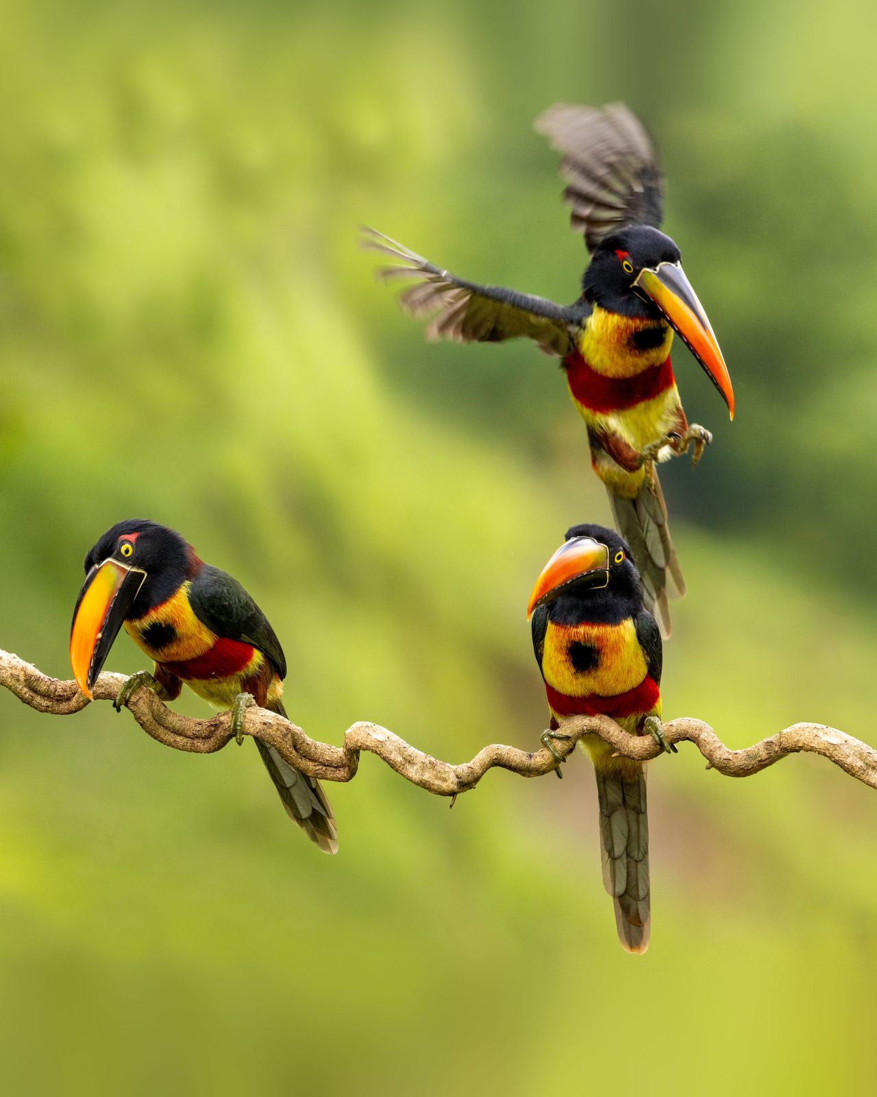 Aracari piquianaranjado posado en la selva costarricense