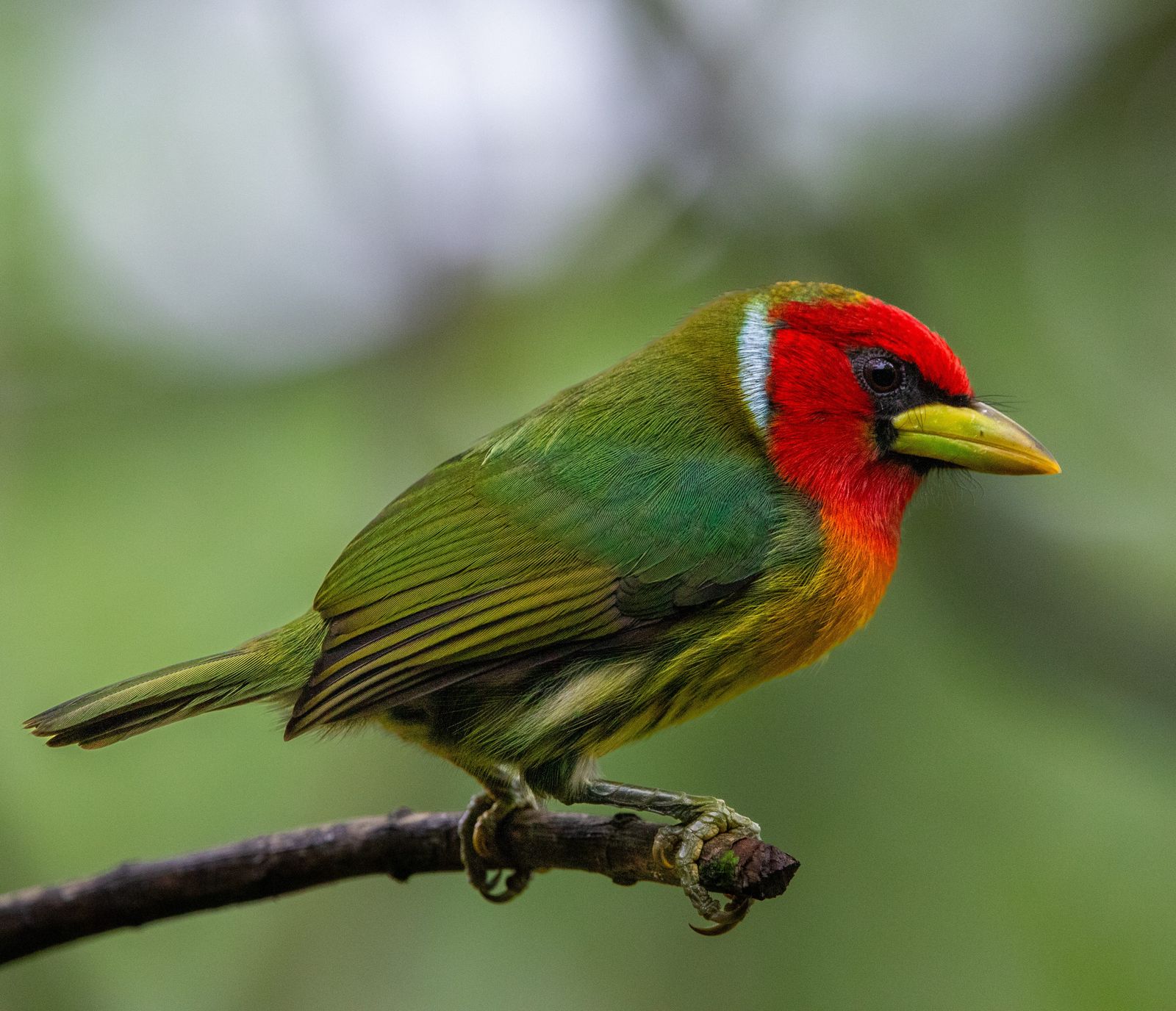 Barbudo cabecirrojo posado en una rama del bosque nuboso