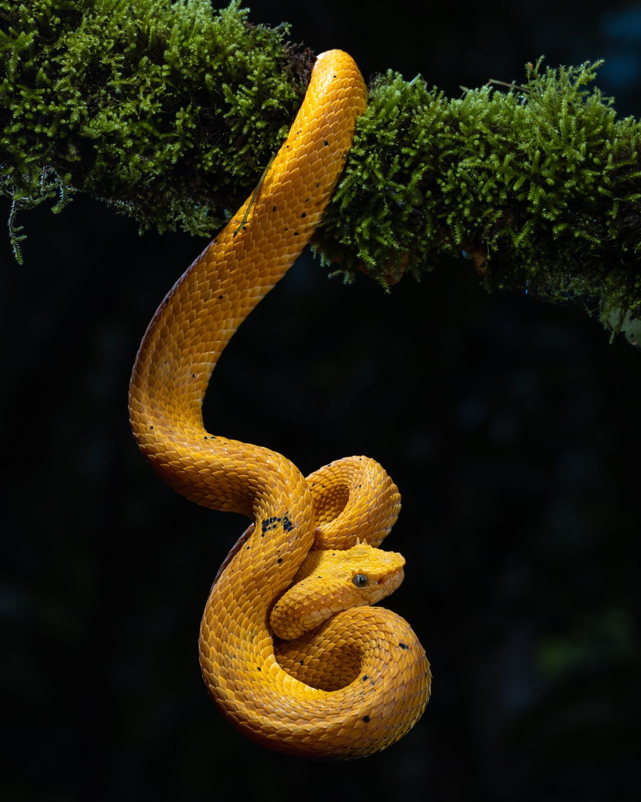 Bocaracá amarilla enroscada en una rama cubierta de musgo en la selva de Costa Rica