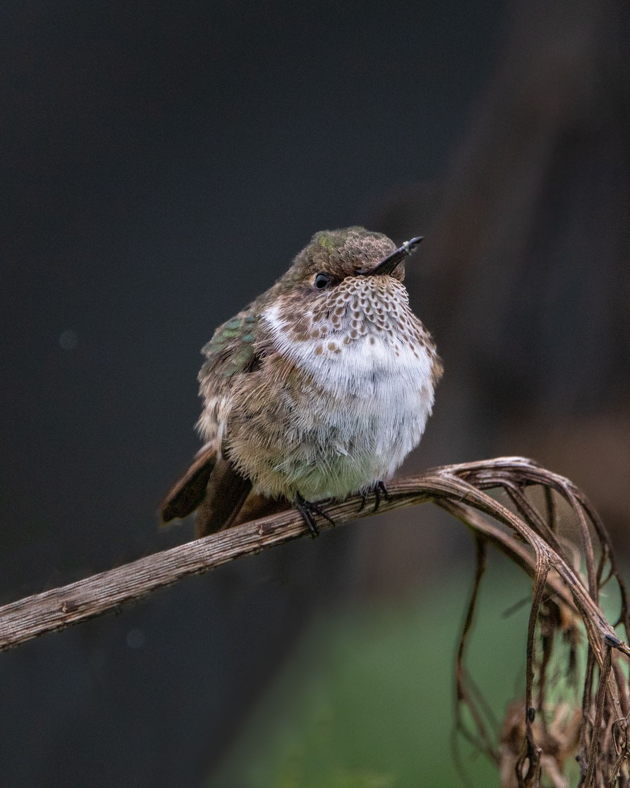 Colibrí posado en una rama del bosque nuboso