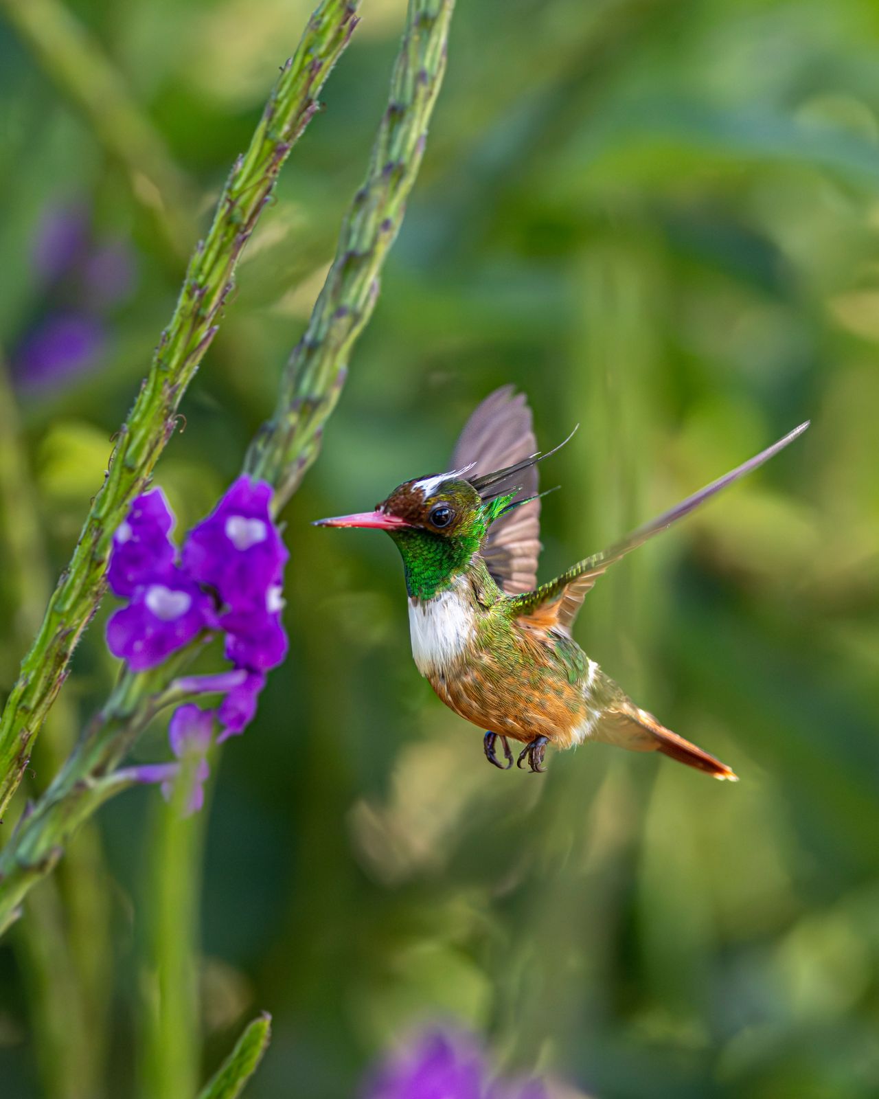 Coqueta crestiblanca, colibrí endémico del Pacífico sur de Costa Rica