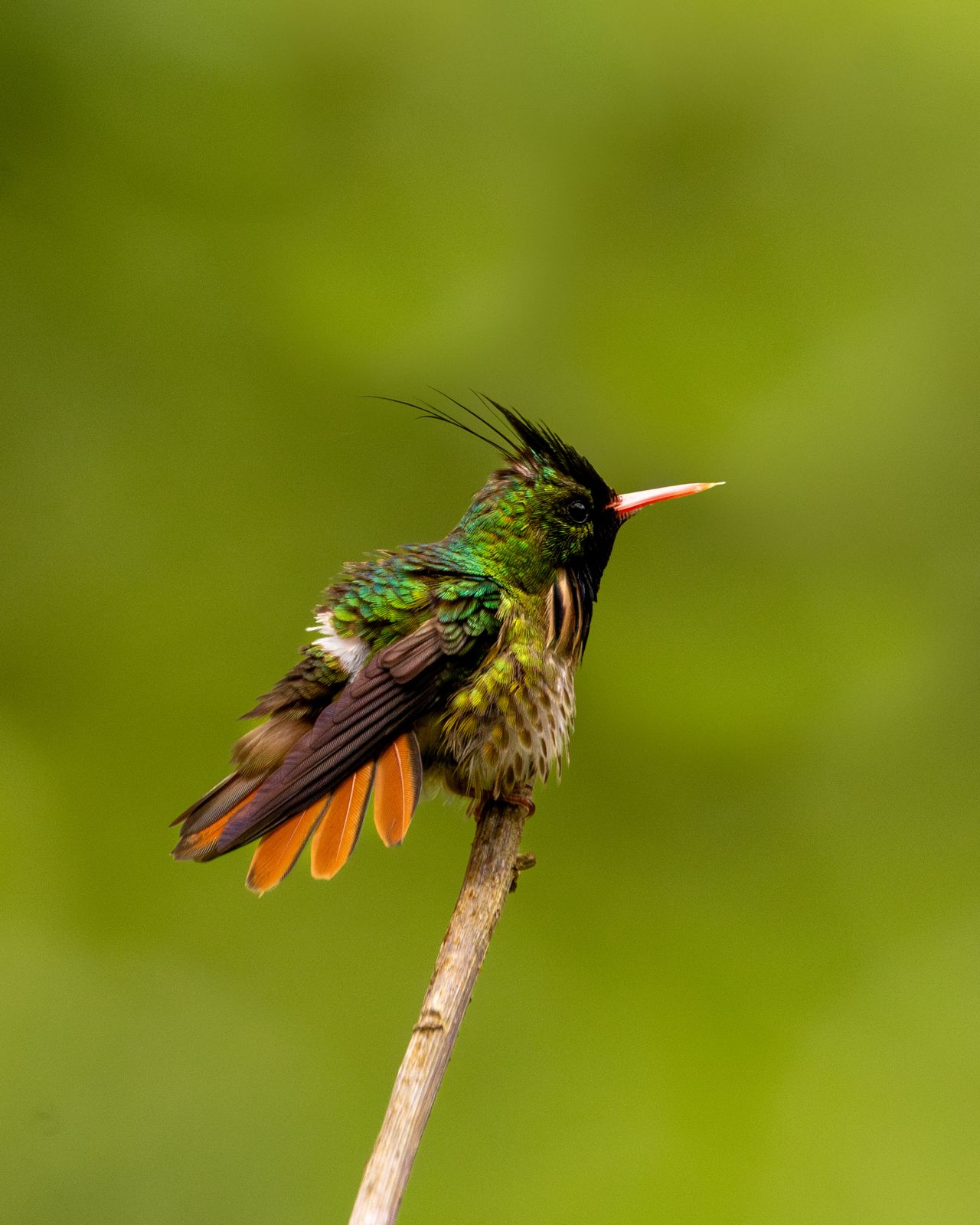 Coqueta crestinegra posada sobre una rama fina