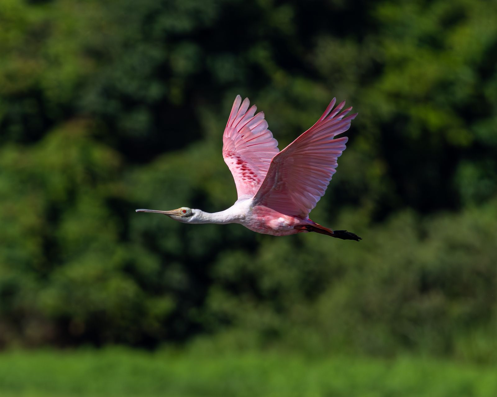 Espátula rosada en el humedal de Caño Negro