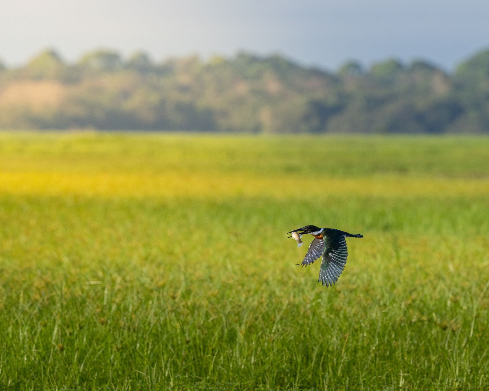 Martín pescador en vuelo sobre el humedal de Caño Negro