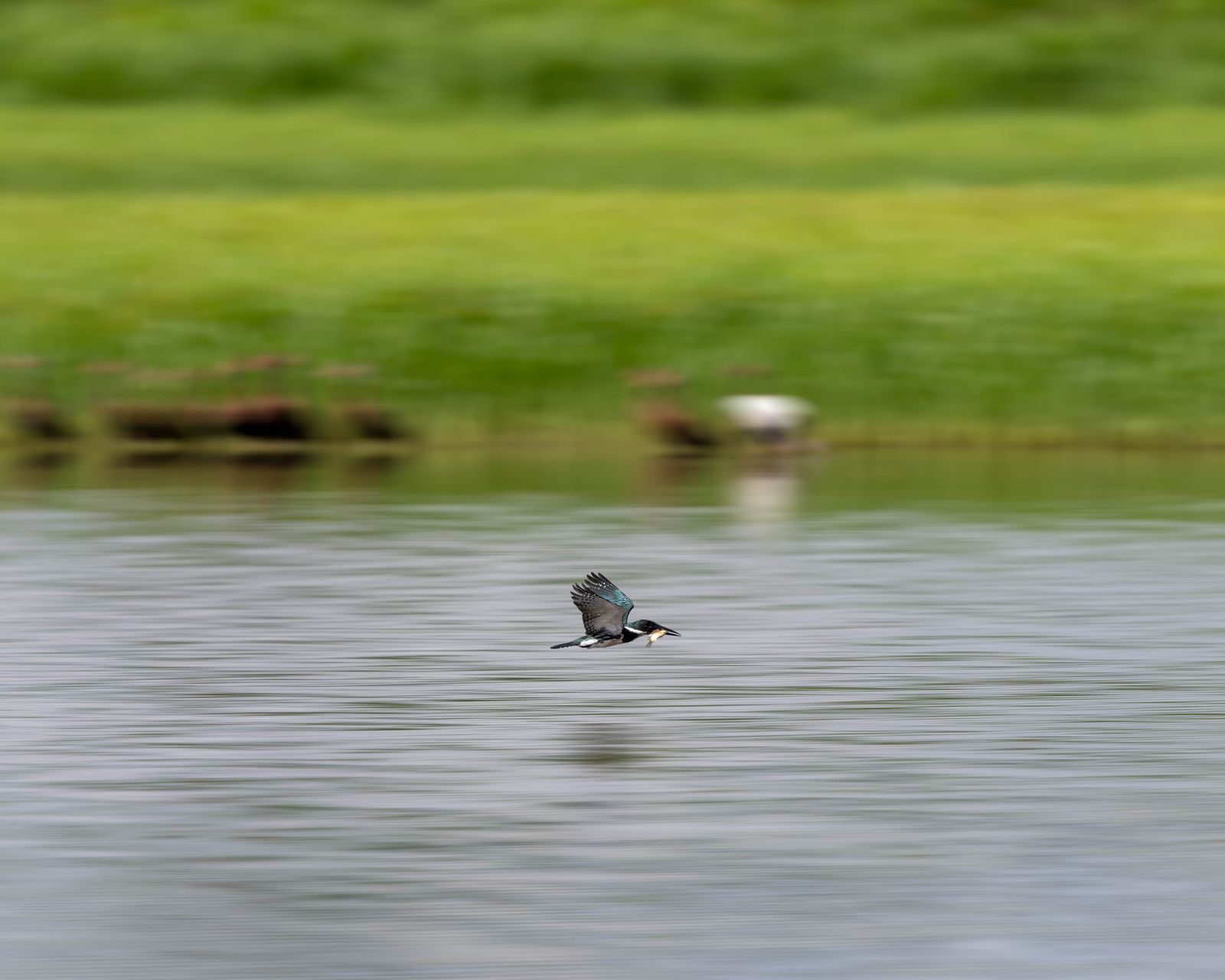 Martín pescador volando a ras del agua en el humedal de Caño Negro