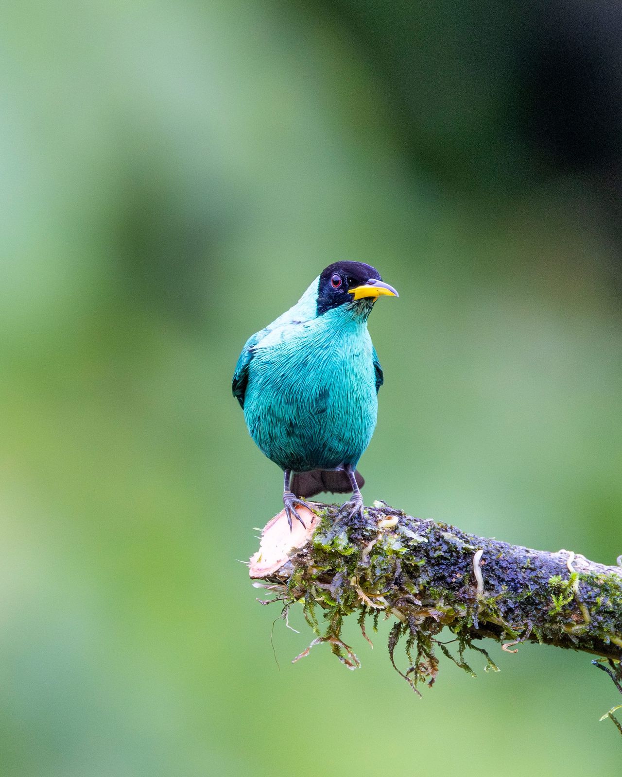 Mielero verde macho posado en una rama cubierta de musgo en la selva de Costa Rica