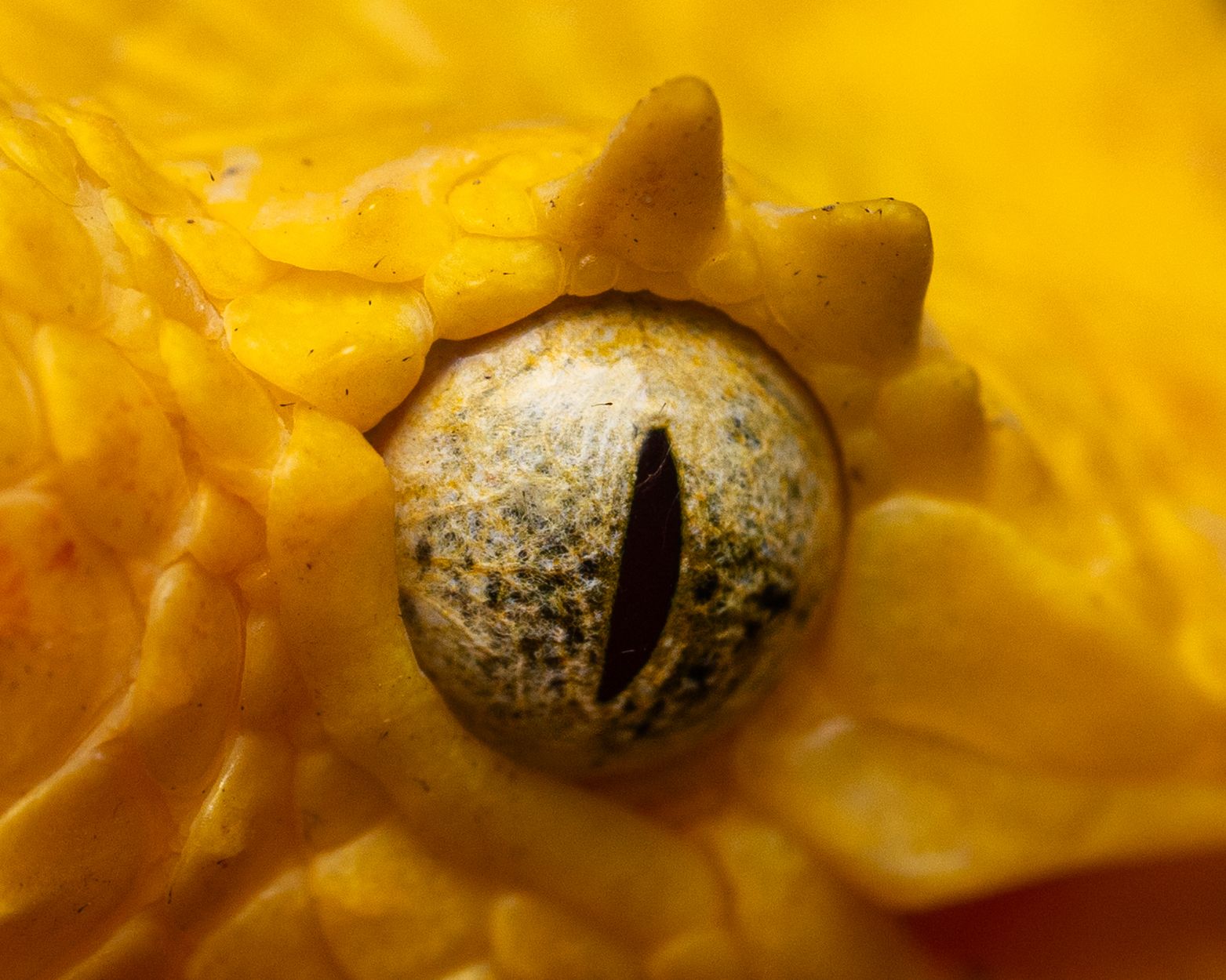 Detalle macro del ojo de una bocaracá amarilla