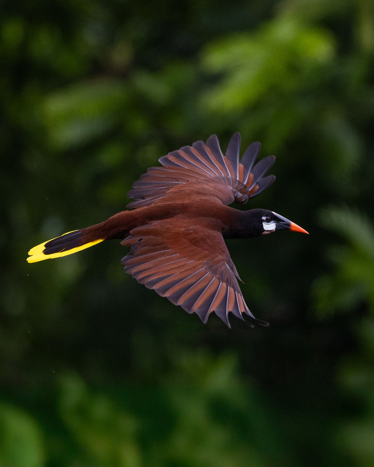 Oropéndola de Moctezuma en la selva de tierras bajas