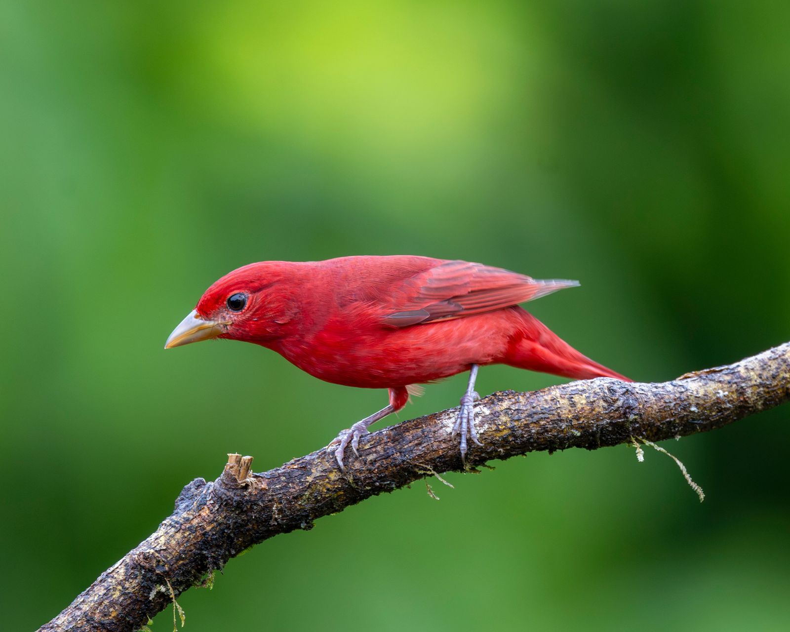 Piranga roja posada en el bosque de Costa Rica