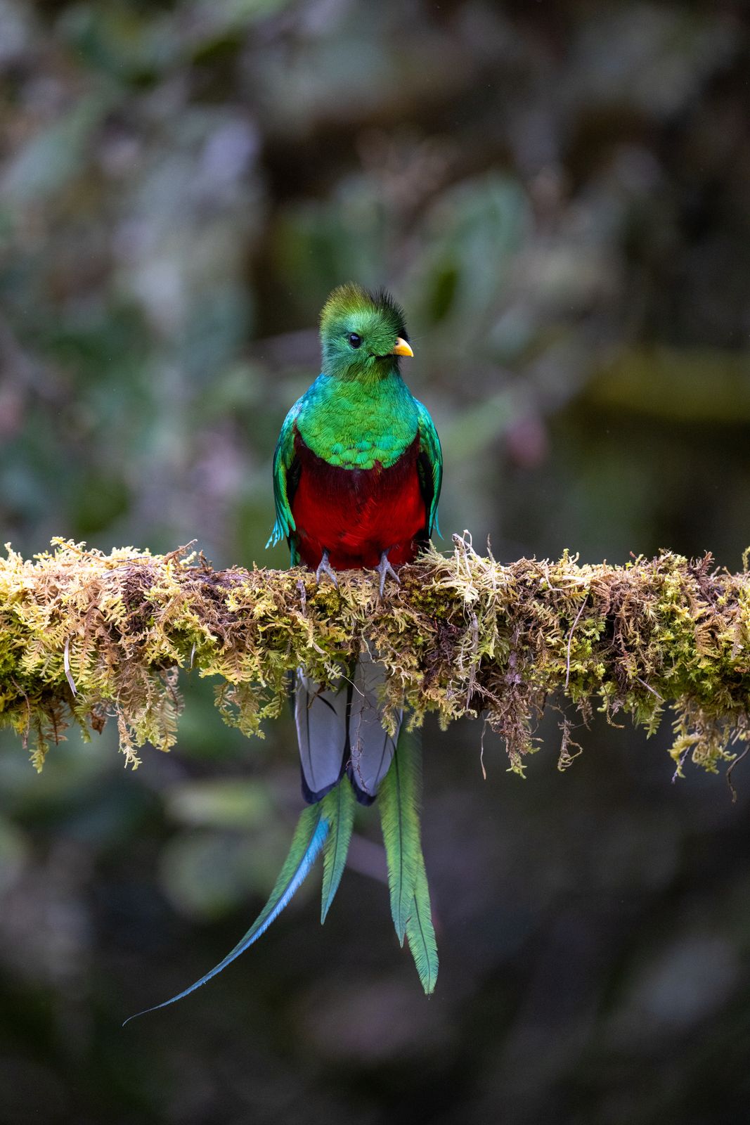 Quetzal macho posado en una rama cubierta de musgo en el Parque Nacional Los Quetzales