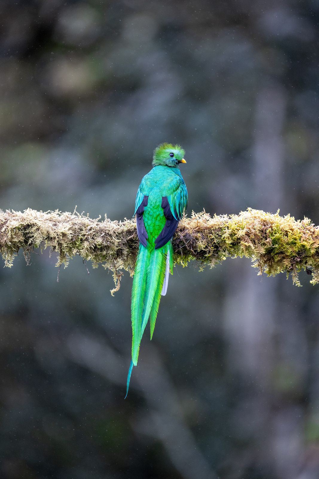 Quetzal macho con las plumas de la cola colgando de una rama con musgo