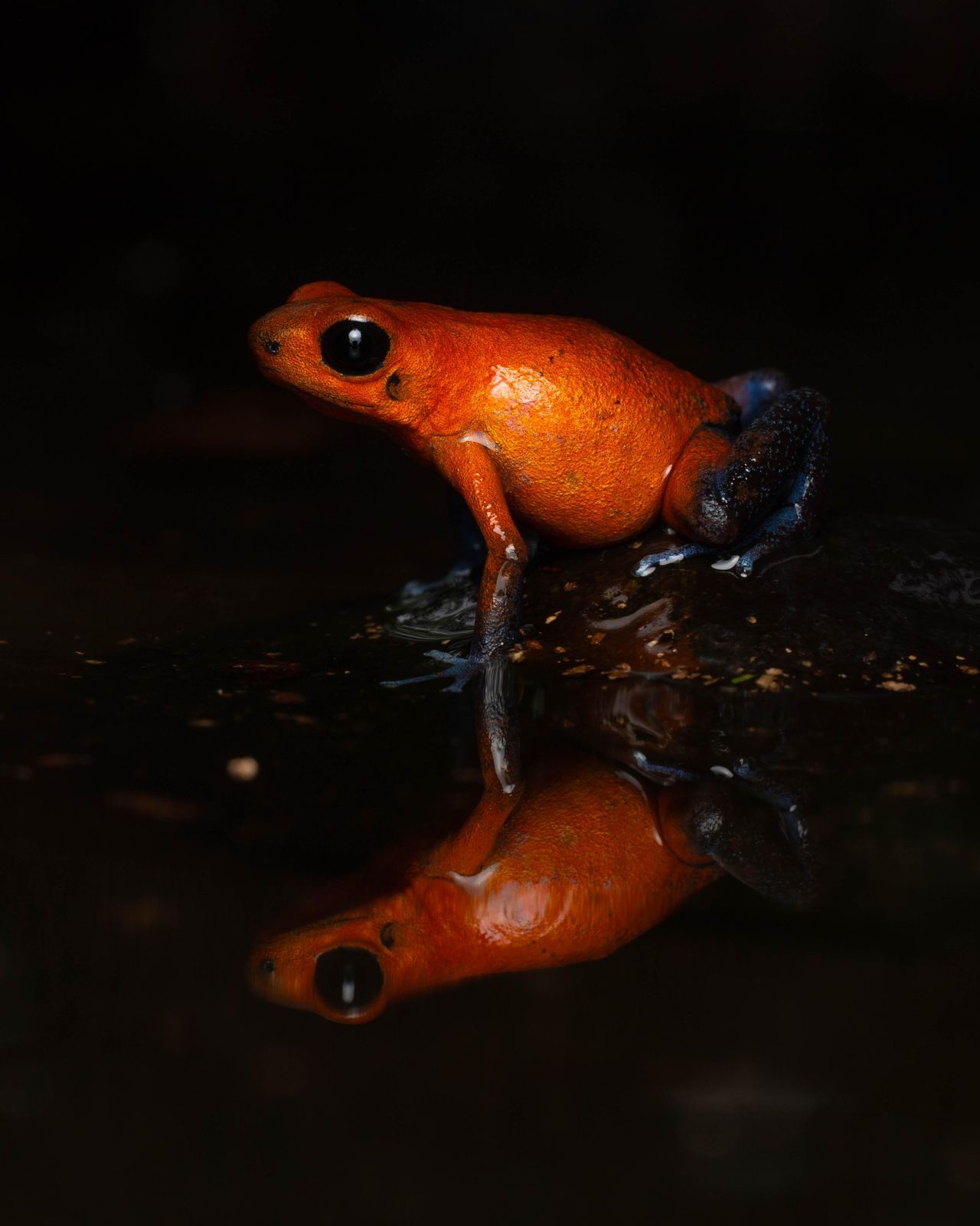 Rana blue jeans reflejada en una charca de la selva del Caribe