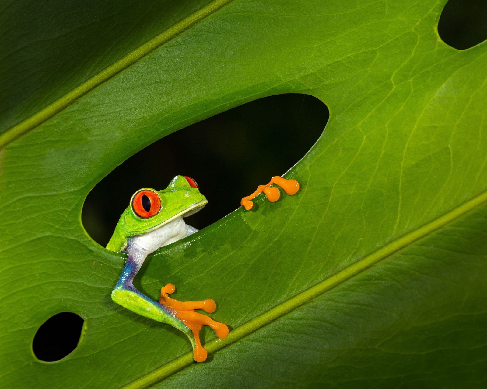 Rana de ojos rojos sobre un tallo verde en la selva de Boca Tapada