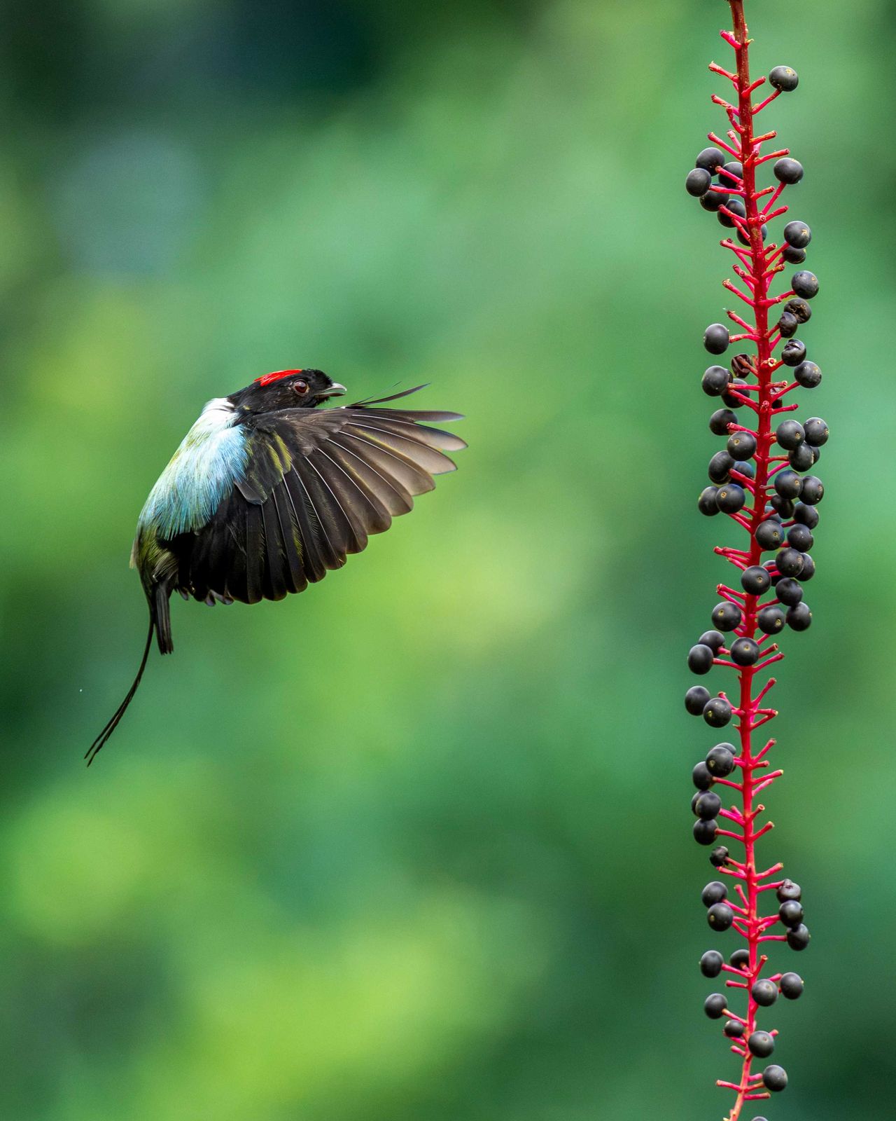 Toledo macho en vuelo junto a una inflorescencia roja en el bosque de Costa Rica