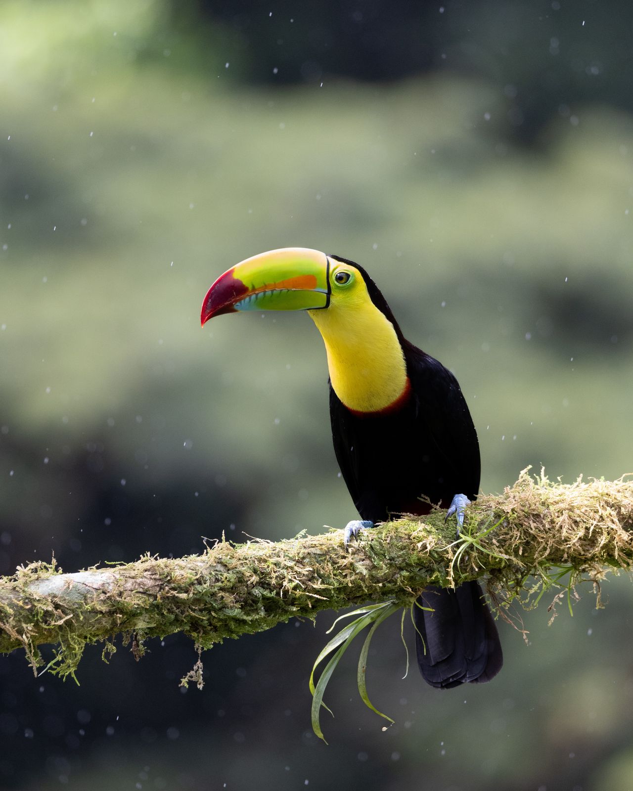 Tucán pico iris posado en la selva de tierras bajas del Caribe norte