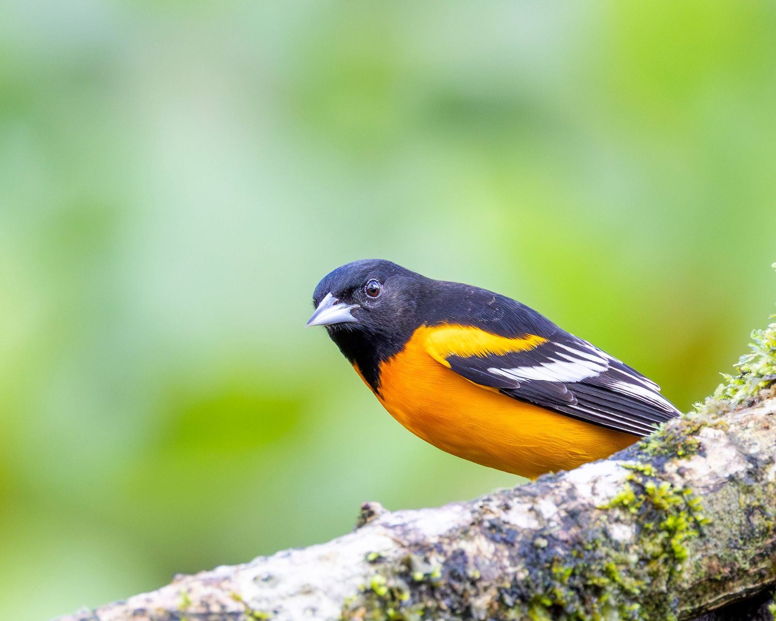 Turpial de Baltimore posado en una rama durante su invernada en Costa Rica