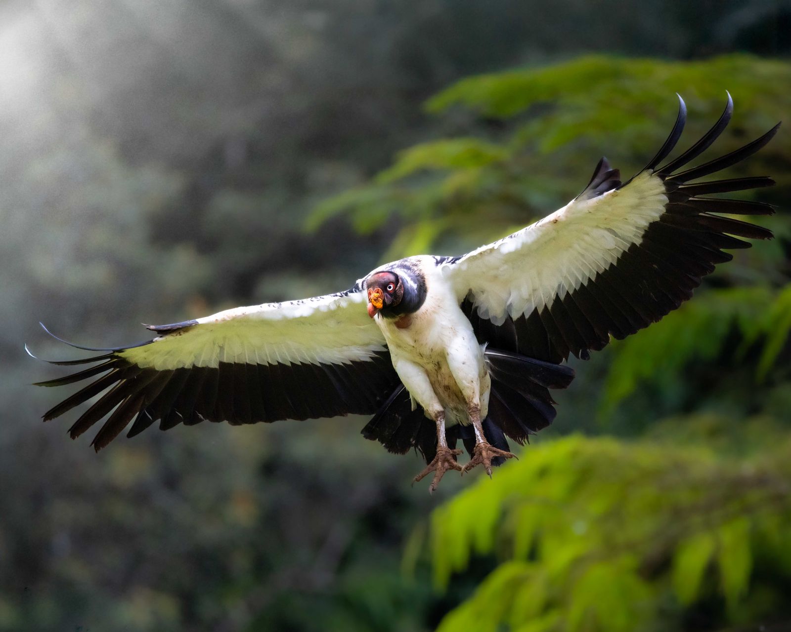 Zopilote rey en vuelo sobre la selva de Boca Tapada