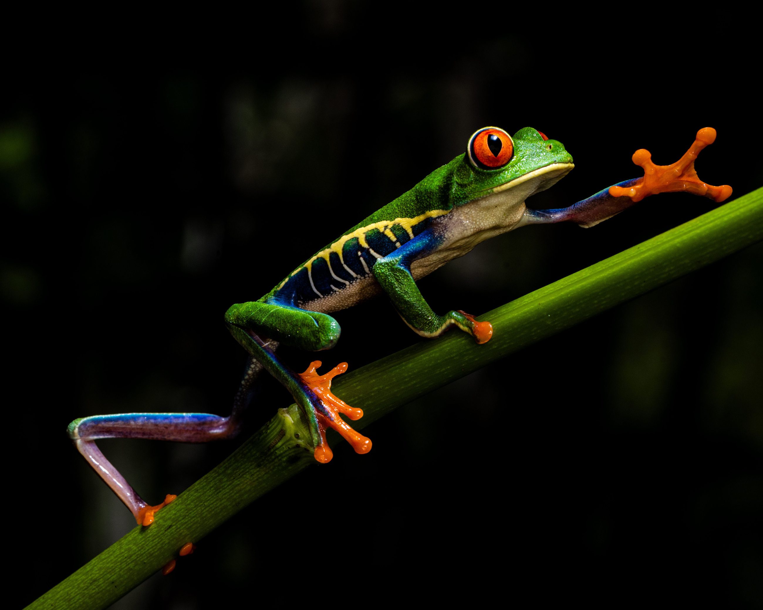 Quetzal macho posado en una rama en el bosque nuboso de Costa Rica