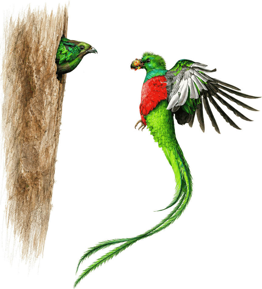 Quetzal macho saliendo del nido en el bosque nuboso de Costa Rica